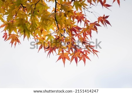 Red and yellow maple leaves branch in autum season on sky background. Royalty-Free Stock Photo #2151414247