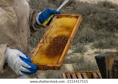 Picture of beehive with formed comb held by the beekeeper's protected hands