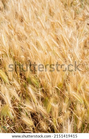Field of golden ears of wild wheat-like plants, swaying in the sun on a spring morning. Tenerife, Canary Islands.Spain