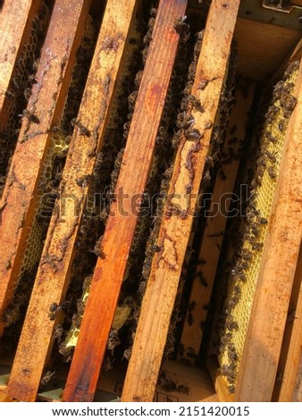 Beekeeping pictures- Inspection work - What you have to seee when inspect a hive. look at the frames, se the stores, see the brood.