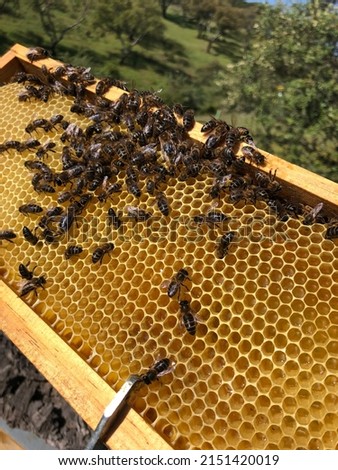 Beekeeping pictures- Inspection work - What you have to seee when inspect a hive. look at the frames, se the stores, see the brood.