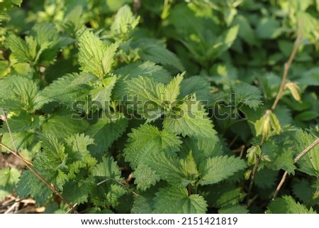 Photo of a plant nettle. Nettle with fluffy green leaves. Background Plant nettle grows in the ground. Nettle on a natural background in the morning Royalty-Free Stock Photo #2151421819