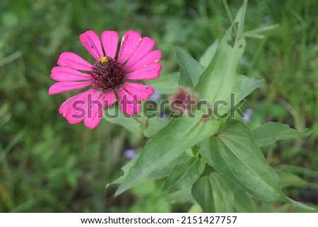 pink daisies that thrive among the bushes