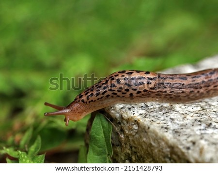 Leopard Slug or great greay slug, Limax maximus, crawling on granite stone in the garden on a rainy day Royalty-Free Stock Photo #2151428793