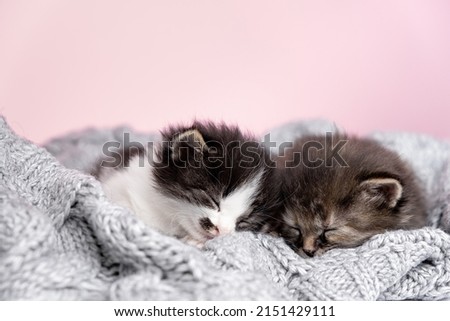 Close up of beautiful two small striped domestic kittens sleeping hugging each other at home lying on comfortable bed grey knitted blanket funny pose. Cute adorable pets cats concept Royalty-Free Stock Photo #2151429111