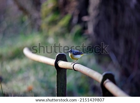 Grey wagtail on a rusting iron railing