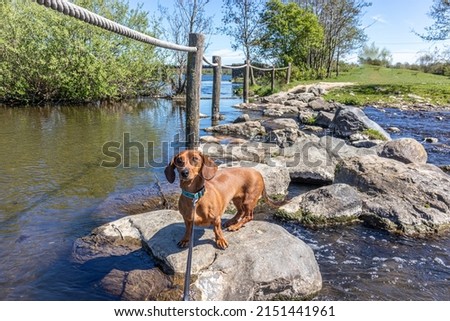 Brown short-haired dachshund standing on the stepping stones at Brug Molenplas on the Oude Maas river, looking camera, trees in the background, sunny day in Stevensweert, South Limburg, Netherlands