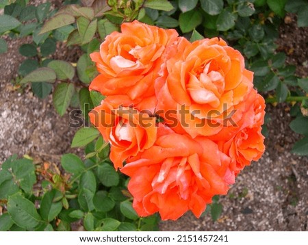 Picture of beautifully blooming orange roses