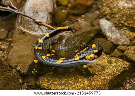 A closeup shot of the salamander swimming in the small pond with stones