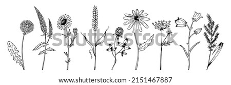 Hand drawn wildflowers set in realistic style. Wildflowers sketch. Outline. Royalty-Free Stock Photo #2151467887