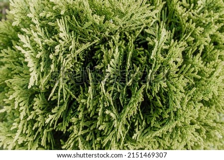 Natural background of young thuja branches. Backdrop from green thuja branches for design or project, for publication, poster, calendar, post, screensaver, wallpaper, postcard, banner, cover, website