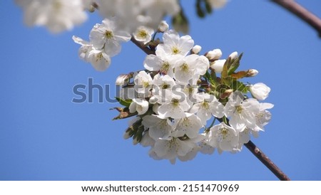 cherry blossom. flowering tree in spring. tree with white flowers on branches. spring wallpaper