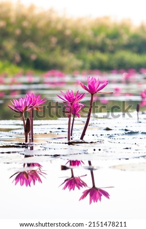  Many blooming lotuses on the lake in the Ban Bua Daeng,Nonghan  Udon Thani , picture of beautiful lotus flower field at the red lotus Panorama View.