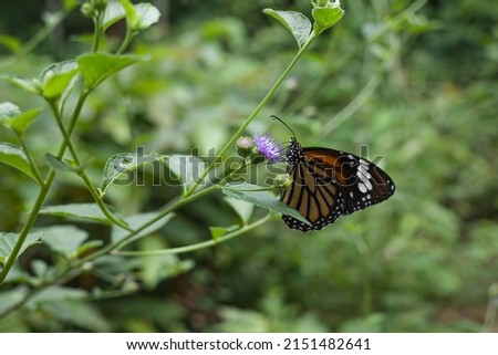 Danaus melanippus is a species of butterfly found in tropical Asia that belongs to the Danaine group