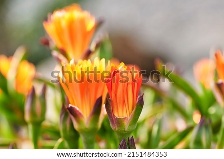 Group of flowers of the pigface orange or mesem plant (Mesembryanthemum) of the Aizoaceae family in early spring with the bud still closed but beginning to open