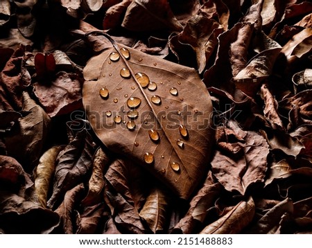 A closeup of a brown leaf in waterdrops Royalty-Free Stock Photo #2151488883