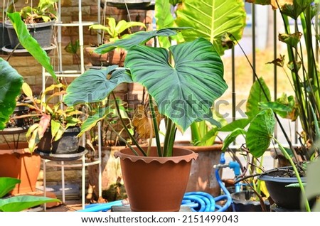 Beautiful philodendron plowmanii black face in pot Royalty-Free Stock Photo #2151499043