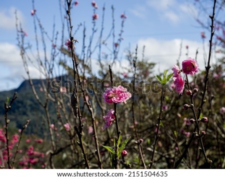 A soft focus of pink flowers blooming from woody plants at a park Royalty-Free Stock Photo #2151504635