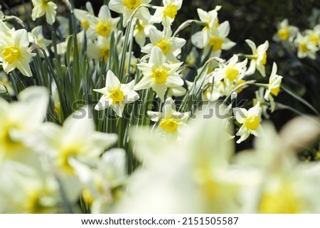 Wild White and Yellow Daffodils Royalty-Free Stock Photo #2151505587