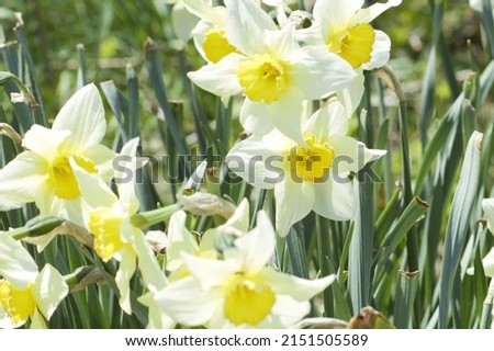 Wild White and Yellow Daffodils Royalty-Free Stock Photo #2151505589