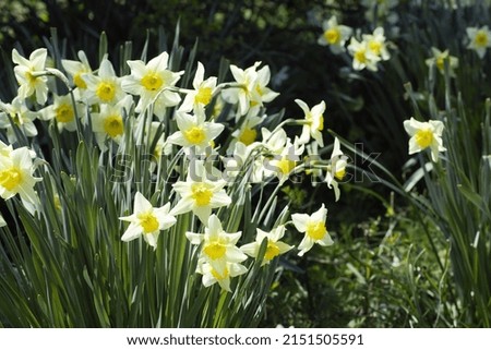 Wild White and Yellow Daffodils Royalty-Free Stock Photo #2151505591