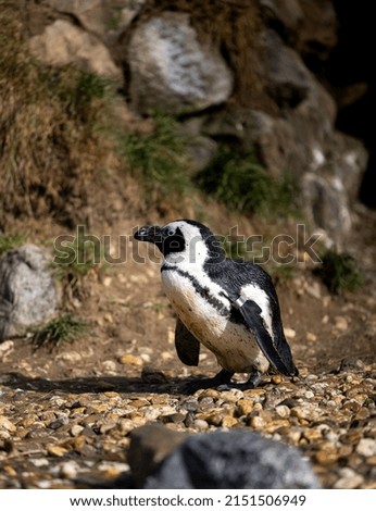 A vertical shot of a penguin in nature