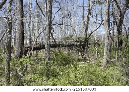 Fallen and Damaged Old Trees Royalty-Free Stock Photo #2151507003