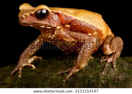 Smooth sided toad (Rhaebo guttatus)