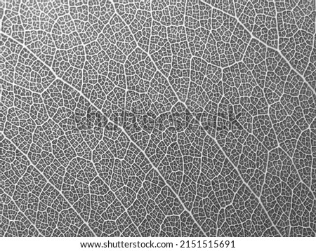 macro shot the veins of gray leaves texture