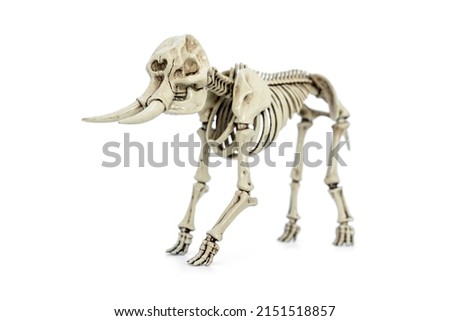 African elephant skeleton isolated on white background.