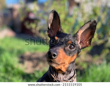 Black and tan miniature pinscher in spring time. German Miniature Pinscher sits outdoors on a green background. Smart and cute pinscher with funny ears and round eyes. Royalty-Free Stock Photo #2151519105