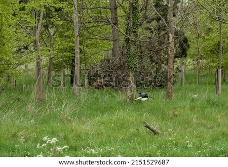 a magpie (Pica pica) flying low over grass into woodland