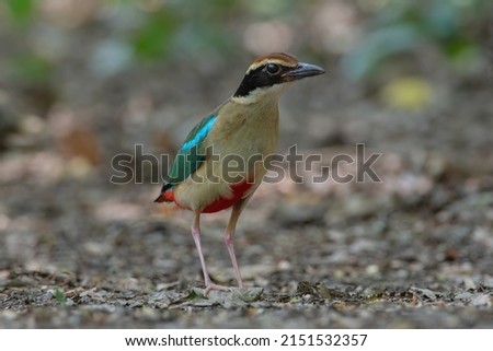 colorful birds in nature fairy pitta  (Pitta nympha)