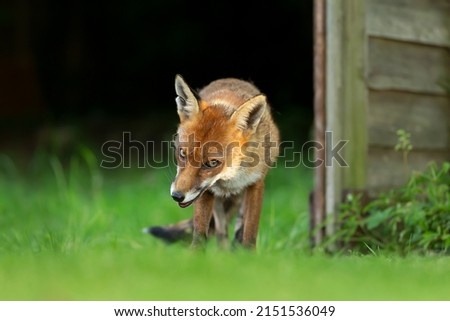 Close up of a Red fox (Vulpes vulpes) in grass against dark background, England, UK.
