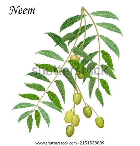 Neem, medical plant vector illustration. Royalty-Free Stock Photo #2151538889