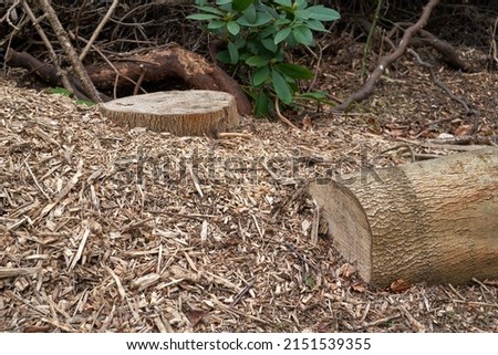 Felled tree and wood chippings                            Royalty-Free Stock Photo #2151539355