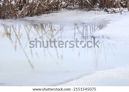Cattails in the spring reflecting on water surrounded by some ice in Manitoba, Canada