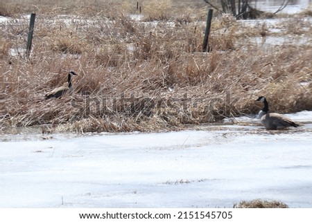 Geese in the spring in a meadow in Manitoba, Canada