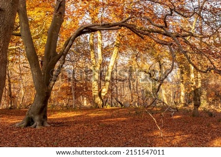 Autumn woods in all its rich colors 