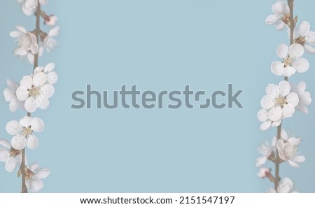 Floral spring background. Frame of flowering branches. Blue background, space for text, low contrast.
