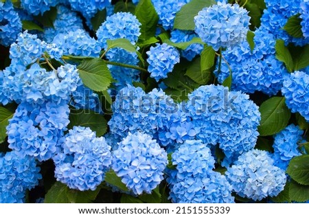 Hydrangea changeable large-leaved Garden French wild-growing bush. Variety of paniculate and tree-like hydrangea. Blue and pink flowers Royalty-Free Stock Photo #2151555339