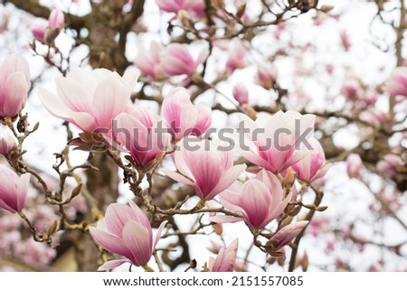 Springtime landscape. Blooming magnolia tree in spring on pastel   sky and pink background, wide composition, internet springtime banner
