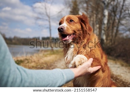 Friendship between man and dog. Cute Nova Scotia Duck Tolling Retriever giving paw his owner.     Royalty-Free Stock Photo #2151558547