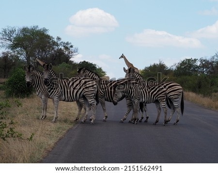 Giraffe and zebras crossing road in Kruger National Park South Africa. Royalty-Free Stock Photo #2151562491