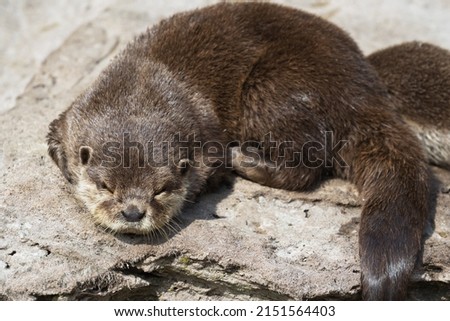 Eurasian or European otter or Lutra lutra, also known Eurasian river otter, common otter, and Old World otter, is a semiaquatic mammal native to Eurasia.