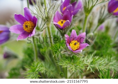 Pasque Flower- beautiful  spring flower (Pulsatilla vulgaris) - selective focus Royalty-Free Stock Photo #2151567795