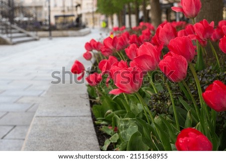 pink tulips on the street