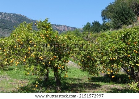 Citrus orchards and orange trees on terraced fields in the Serra de Tramuntana near Soller and Fornalutx. The trees bear fruit and bloom at the same time. Mallorca in spring. Royalty-Free Stock Photo #2151572997