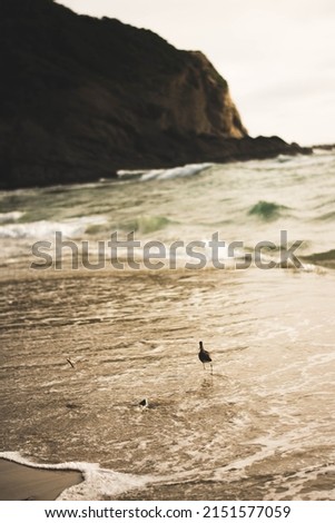 Beautiful pictures of a California beach.