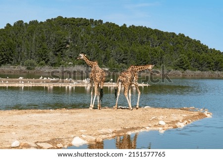giraffes drinking water in the pond